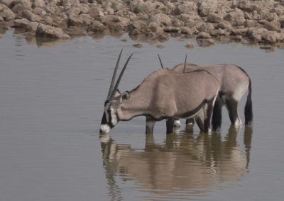 Etosha - Diario di viaggio in Namibia