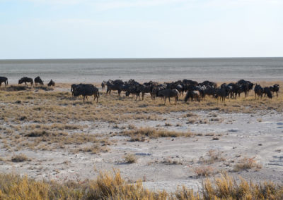 Etosha - Diario di viaggio in Namibia