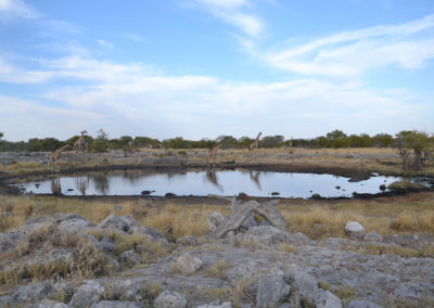 Etosha - Diario di viaggio in Namibia