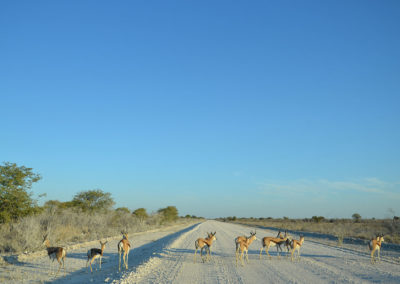 Etosha - Diario di viaggio in Namibia