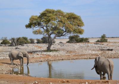 Pozza Okuakuejo Etosha - Diario di viaggio in Namibia