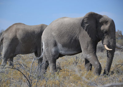 Etosha - Diario di viaggio in Namibia