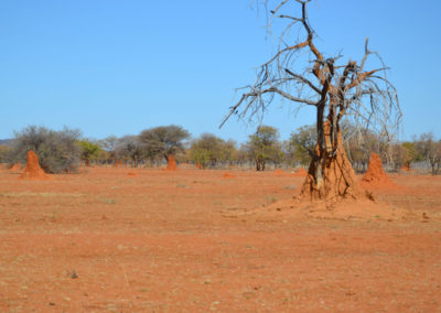 Strada Windhoek Waterberg - Diario di viaggio in Namibia