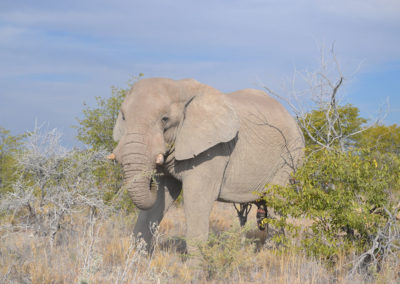 Etosha - Diario di viaggio in Namibia