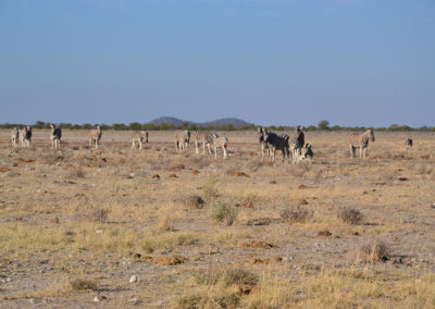 Etosha - Diario di viaggio in Namibia