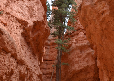Navajo Loop Bryce Canyon National Park Diario di viaggio in USA