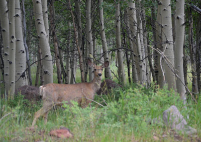 Dixie National Forest - Diario di viaggio in USA