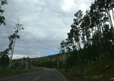 UT 12 Dixie National Forest - Diario di viaggio in USA