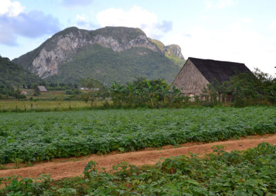 Piantagione di tabacco, Vinales - Diario di viaggio a Cuba