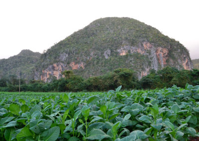 Piantagione di tabacco e mogotes, Vinales - Diario di viaggio a Cuba
