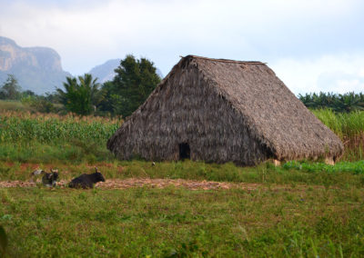 Casas de Tabaco, Vinales - Diario di viaggio a Cuba