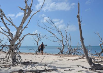 Foresta di tronchi, spiaggie est di Cayo Levisa Spiaggie a est di Cayo Levisa - Diario di viaggio a Cuba