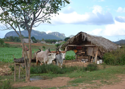 Vinales campagna - Diario di viaggio a Cuba