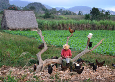 campesino e galline, Vinales - Diario di viaggio a Cuba
