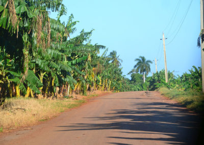 Piantagione di banane, strada per Palma Rubia - Diario di viaggio a Cuba