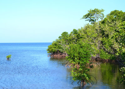 Mangrovie di Palma Rubia - Diario di viaggio a Cuba