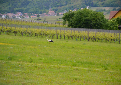 Vigneti con cicogna, Colmar - Diario di viaggio in Alsazia