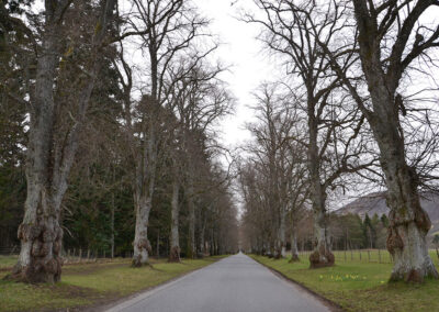 Viale per Atholl Blair Castle - Diario di viaggio in Scozia