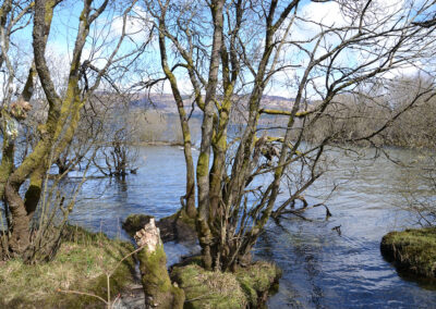 Alberi sul Loch Lomond, Luss - Diario di viaggio in Scozia