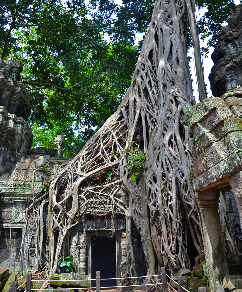 Ta-Prohm-Temple,-Siem-Reap