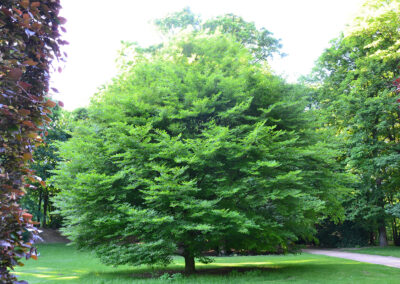 Parc de Laeken,-Bruxelles