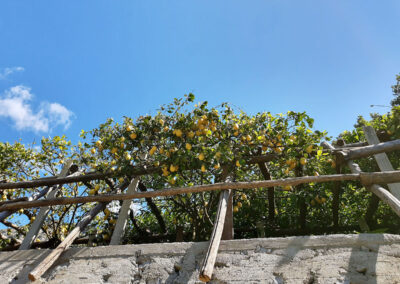 I limoni sul sentiero per la Valle delle Ferriere