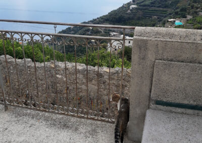 Gatti autoctoni sul percorso Ravello-Minori