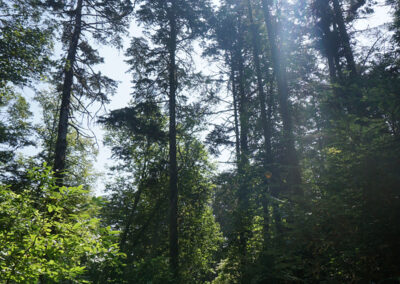 Parque da Pena, Sintra