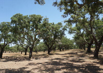 Alberi di sughero al Cromeleque dos Almendres