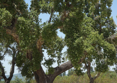 Alberi al Cromeleque dos Almendres