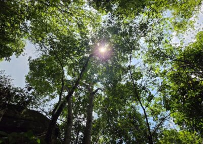alberi secolari al Sang Roi Bor, Hin Sam Wan Forest Park, Bueng Khan, Thailandia